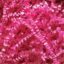 Fuchsia Crinkle Cut shredded basket filler